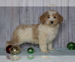 Poodle (Miniature)-Poodle (Standard) Mix Puppy for sale in FREDERICKSBG, OH, USA