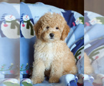 Small Photo #5 Goldendoodle Puppy For Sale in MILWAUKEE, WI, USA