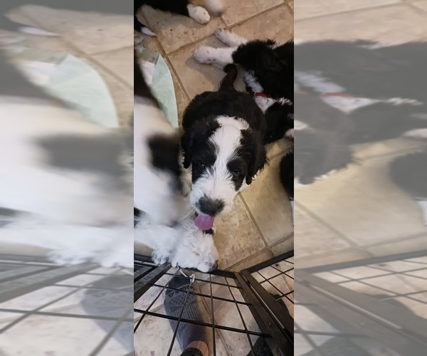 Medium Photo #6 Border Collie-Sheepadoodle Mix Puppy For Sale in MARATHON, WI, USA