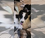 Small Photo #6 Border Collie-Sheepadoodle Mix Puppy For Sale in MARATHON, WI, USA