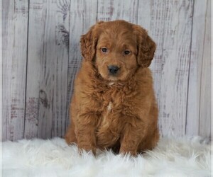 Goldendoodle (Miniature) Puppy for sale in FREDERICKSBG, OH, USA