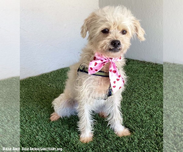 Medium Photo #3 Brussels Griffon-Poodle (Miniature) Mix Puppy For Sale in San Diego, CA, USA