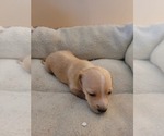 Small Photo #6 Chiweenie Puppy For Sale in PINSON, AL, USA