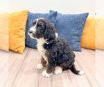 Small #2 Bernedoodle (Miniature)