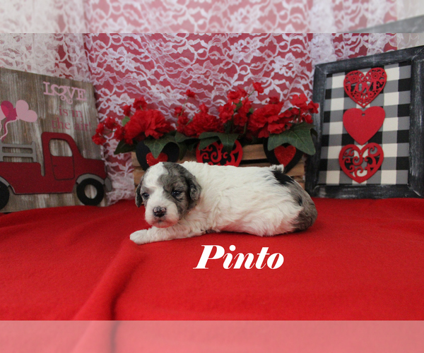 Medium Photo #7 Poodle (Toy) Puppy For Sale in CHANUTE, KS, USA