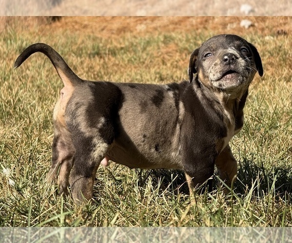 Medium Photo #26 Catahoula Leopard Dog Puppy For Sale in BUSHNELL, IL, USA