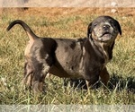 Small Photo #26 Catahoula Leopard Dog Puppy For Sale in BUSHNELL, IL, USA