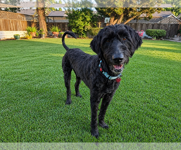 Medium Photo #1 Labradoodle Puppy For Sale in Clovis, CA, USA
