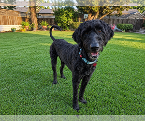 Labradoodle Dogs for adoption in Clovis, CA, USA