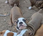 Small #1 Olde English Bulldogge