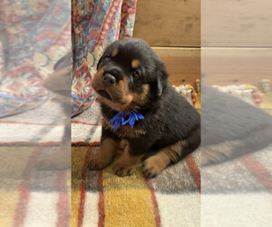 Rottweiler Puppy for Sale in INDEPENDENCE, Missouri USA