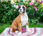 Small #12 Boxer