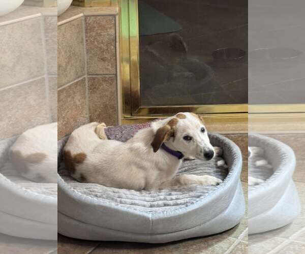 Medium Photo #1 Labrenees Puppy For Sale in Holly Springs, NC, USA