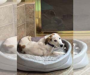 Labrenees Dogs for adoption in Holly Springs, NC, USA