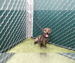 Small Chihuahua Mix