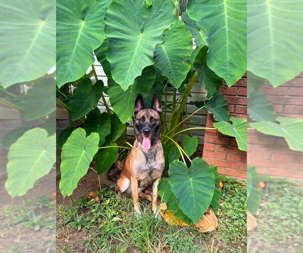 Medium Photo #2 Mutt Puppy For Sale in Imlay City, MI, USA