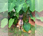 Small #1 Mutt