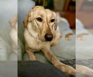 Mutt Dogs for adoption in St. Louis Park, MN, USA