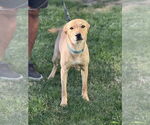 Small #3 Boxer Mix