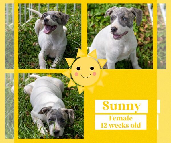 Medium Photo #1 American Bulldog-Whippet Mix Puppy For Sale in Milner, GA, USA
