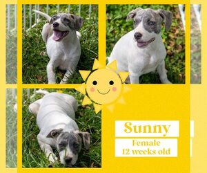 American Bulldog-Whippet Mix Dogs for adoption in Milner, GA, USA