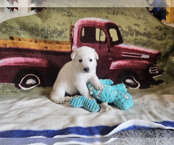 Medium Photo #60 German Shepherd Dog Puppy For Sale in CECILIA, KY, USA