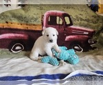 Small Photo #60 German Shepherd Dog Puppy For Sale in CECILIA, KY, USA
