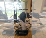 Small Photo #16 English Shepherd Puppy For Sale in NEW CASTLE, IN, USA
