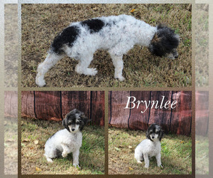 Poodle (Toy) Puppy for sale in CHANUTE, KS, USA