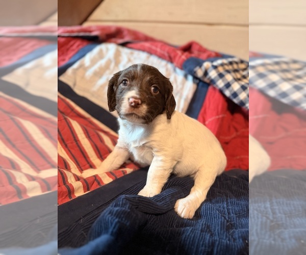 Medium Photo #3 English Springer Spaniel Puppy For Sale in VIRGINIA, MN, USA