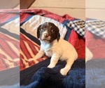 Small #2 English Springer Spaniel