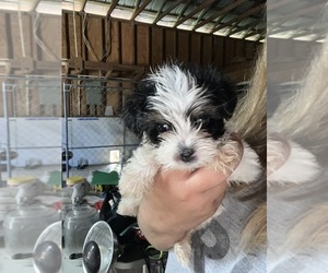 Morkie Puppy for sale in WHITE OAK, GA, USA