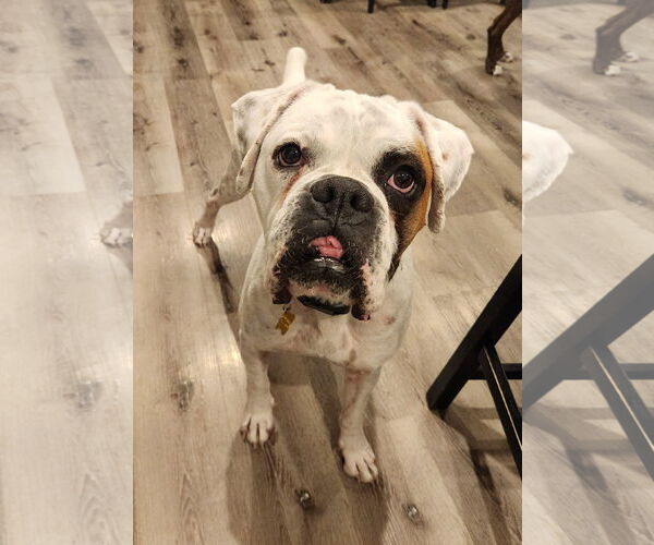 Medium Photo #4 Boxer Puppy For Sale in Sandy, UT, USA