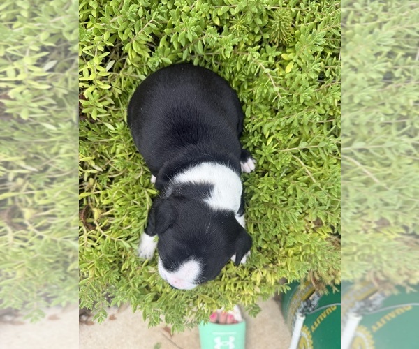 Medium Photo #23 Boston Terrier Puppy For Sale in FREDONIA, KS, USA