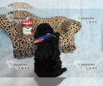 Small #3 Poodle (Toy)