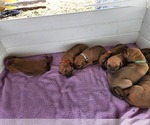 Small Photo #10 Rhodesian Ridgeback Puppy For Sale in LOCKHART, TX, USA