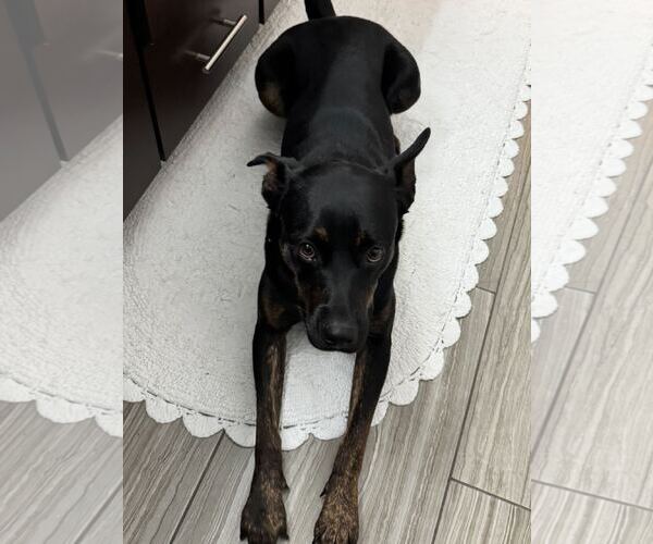 Medium Photo #7 Mutt Puppy For Sale in Houston, TX, USA