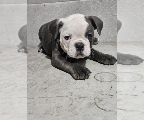 Medium Photo #5 Olde English Bulldogge Puppy For Sale in NILES, MI, USA