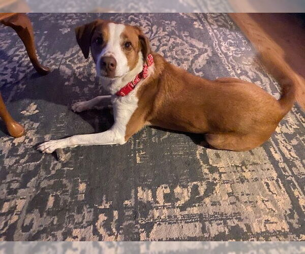 Medium Photo #4 Beagle Puppy For Sale in Westminster, MD, USA