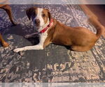 Small #3 Beagle