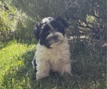 Small #6 Havanese