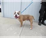 Small American Pit Bull Terrier Mix