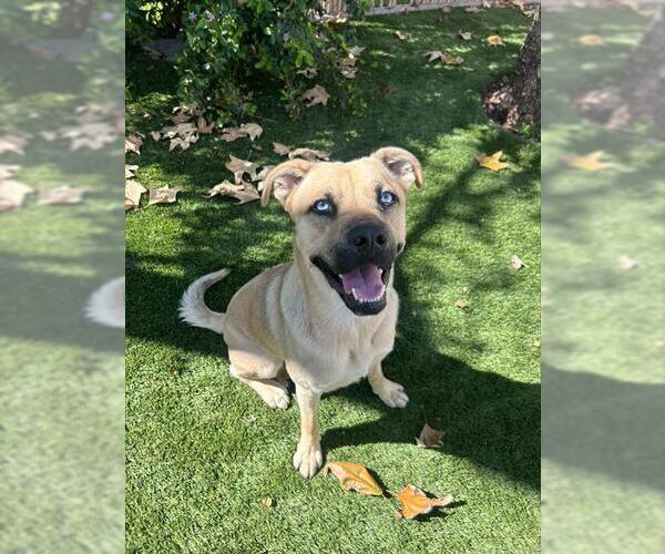 Medium Photo #1 Mutt Puppy For Sale in Chula Vista, CA, USA