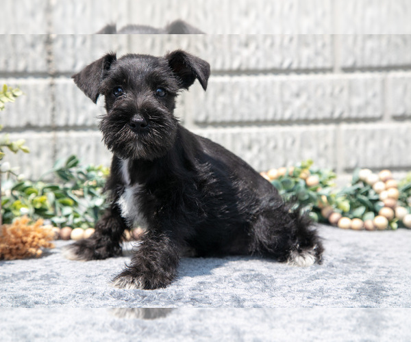 Medium Photo #2 Schnauzer (Miniature) Puppy For Sale in BALTIC, OH, USA