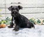 Small #1 Schnauzer (Miniature)
