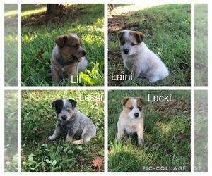 Australian Cattle Dog Puppy for sale in JETERSVILLE, VA, USA