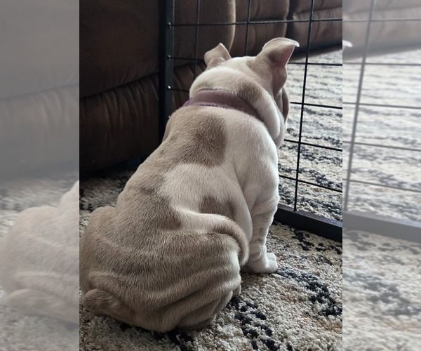 Medium Photo #19 English Bulldog Puppy For Sale in SACRAMENTO, CA, USA