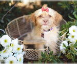 Small #1 Shih Tzu