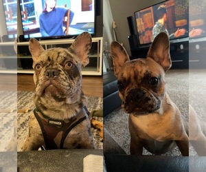 French Bulldog Puppy for sale in PARKER, CO, USA