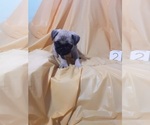Small Photo #1 Pug Puppy For Sale in SCOTTVILLE, MI, USA